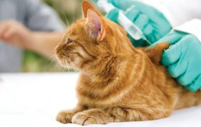 Kedi ve Köpeklerin Aşılarının Yapılmaması Sakıncalı mıdır?