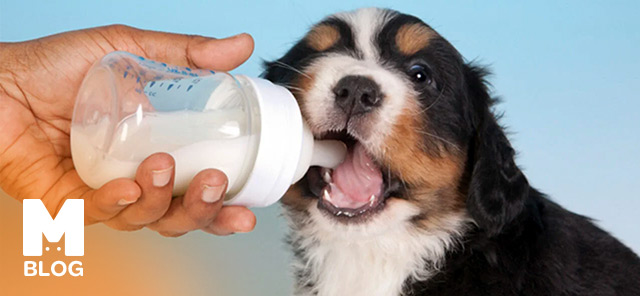 Yavru Köpekler Süt İçer mi?